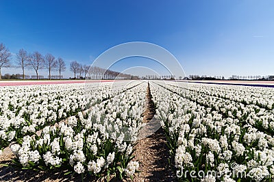 Flowerbeds in the Netherlands Stock Photo