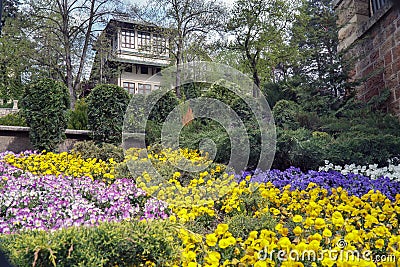 flowerbeds of pansies of multicolored flowers on the street of the city in the spring Stock Photo