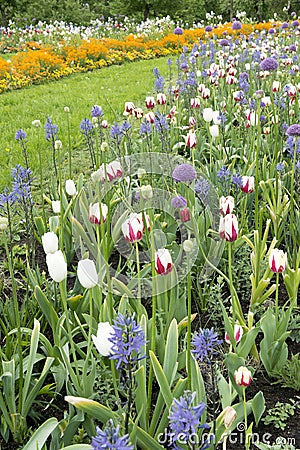 Mixed spring flowers like red and white tulips, pink allium flowering in flowerbeds in park Stock Photo