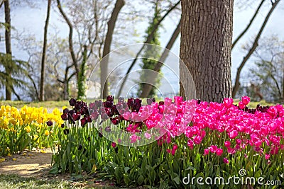 Flowerbeds of tulips at the Tulips Festival in Emirgan Park, Istanbul, Turkey. Stock Photo