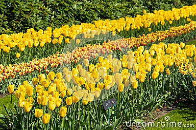 Flowerbeds of yellow tulips in Keukenhof garden, Lisse, the Netherlands nature background, gardening Stock Photo