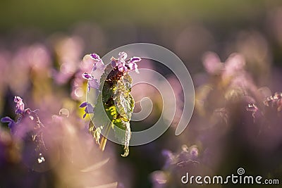 Magic flowers red dead nettle Lamium purpureum in the morning dew. Cartoon Illustration