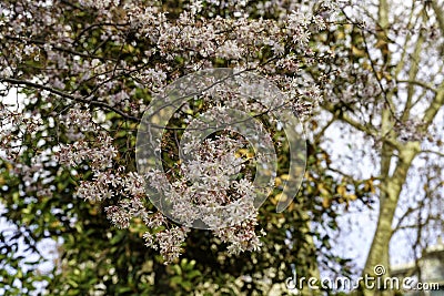 Flowered trees at Milan in March Stock Photo