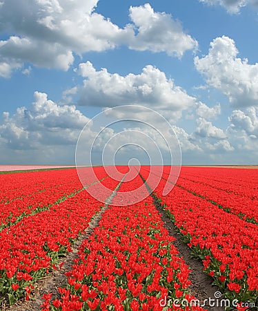 Flowerfield Stock Photo