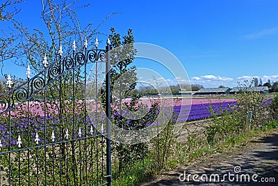 Flowerfield Stock Photo