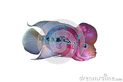 Flowerhorn Crossbreed Fish Stock Photo