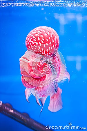 Flowerhorn fish Stock Photo