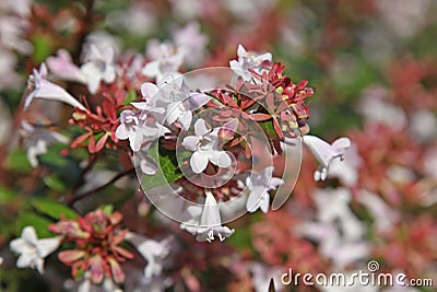 Flowering Abelia grandiflora hedge Stock Photo