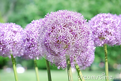 Flowering Allium Bulbs in Bloom Stock Photo