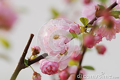 Flowering Almond Closeup Stock Photo