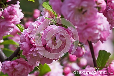Flowering almond closeup Stock Photo