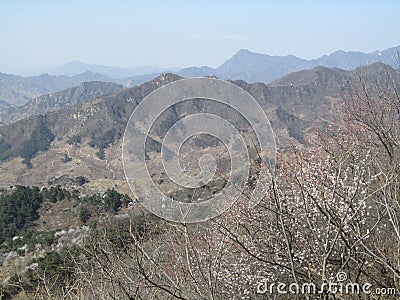 Flowering almond near Great China Wall 4710 Stock Photo