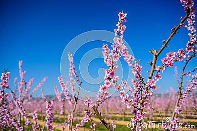 Flowering almond trees against blue sky Stock Photo