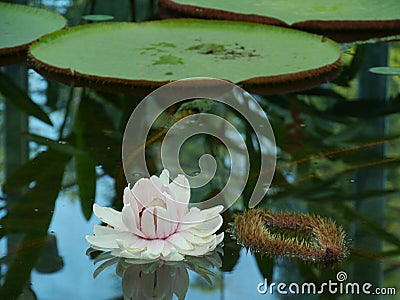 A flowering amazone water lily Stock Photo