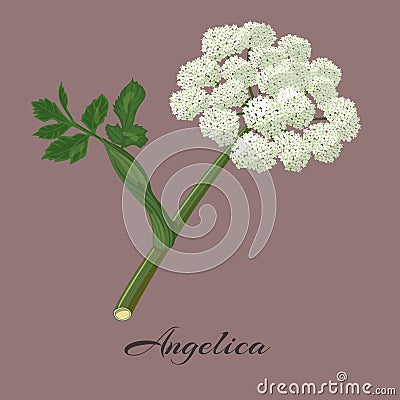 Flowering angelica herb. Vector Illustration