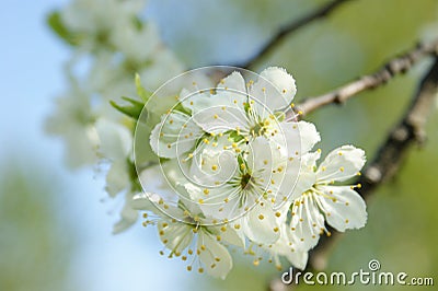 Flowering apple tree branch, exciting spring Stock Photo