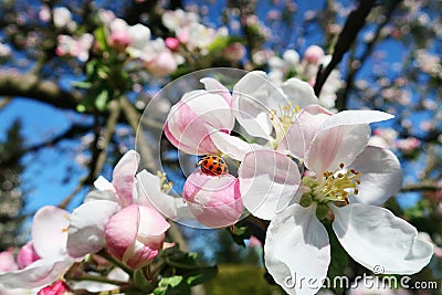 Flowering apple tree and ladybug Stock Photo