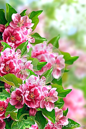 Flowering apple tree Stock Photo