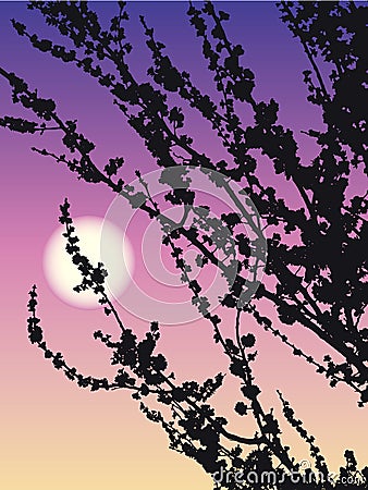 Flowering apricot Vector Illustration