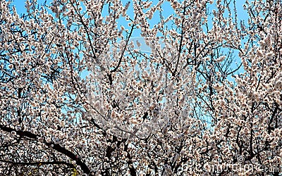 Flowering apricot. Stock Photo