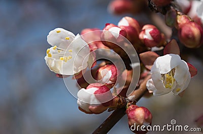 Flowering of apricot Stock Photo