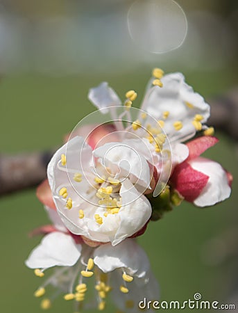Flowering of apricot Stock Photo