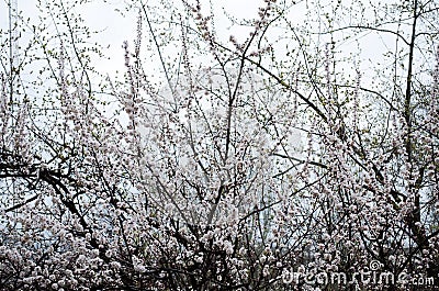 Flowering apricot. Tree with flowers. Spring. Trees in the spring. Spring flowers. Tree in bloom. The aroma of spring Stock Photo