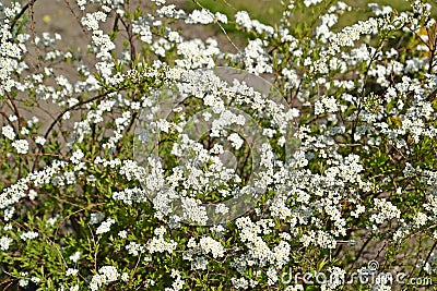 The flowering Argut spire, or sprout Spiraea arguta Stock Photo