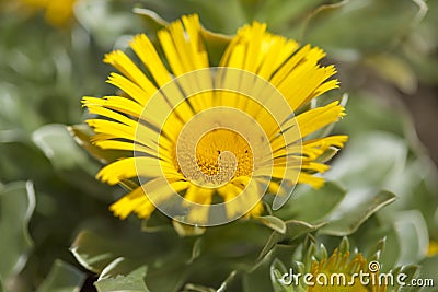 Flowering Asteriscus plant Stock Photo