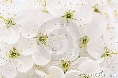 Flowering background of cherry Stock Photo