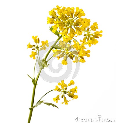 Flowering Barbarea vulgaris or Yellow Rocket plant Stock Photo
