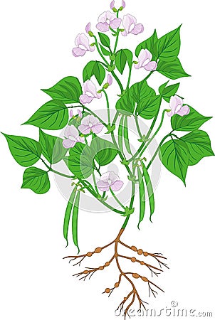 Flowering bean plant with root system and pods Stock Photo