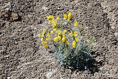 Flowering Bear Poppy (Arctomecon californica) growing in microbiotic soil near Lake Mead, Nevada Stock Photo