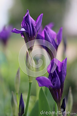 Flowering beautiful irises in purpure colors close-up in natural conditions. Stock Photo