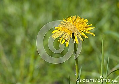 Yellow dandelion on a green background Stock Photo