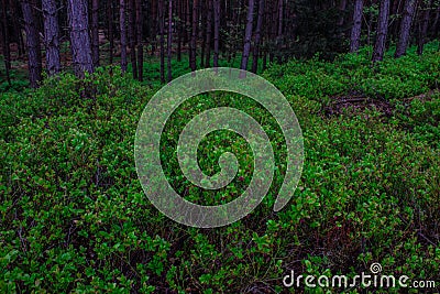 Flowering bilberry bushes in the forest. Background. Stock Photo