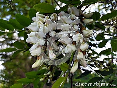 Flowering black locust Stock Photo