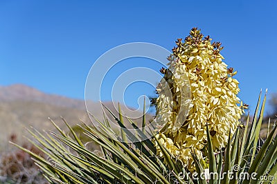 Flowering bloom and needles of a Mojave Yucca Yucca schidigera Stock Photo