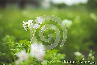 Flowering Blooming Green Vernal Sprouts Of Potato Plant Or Solanum Tuberosum Growing On Plantation In Spring Summer Stock Photo