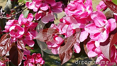 Blossoming Sweet Pink Cherry Apples Flowers Stock Photo