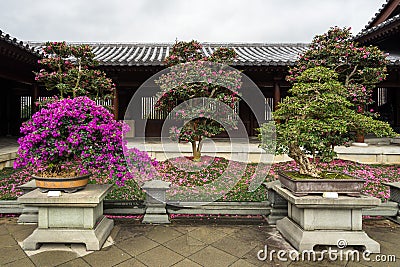 Flowering bougainvillea bonsai trees at the Chi Lin Nunnery, Hong Kong, Diamond Hill Stock Photo