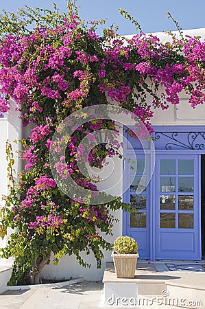 Flowering bougainvillea at the door, feature Mykon Stock Photo