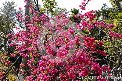 Flowering bougainvillea, adobe rgb Stock Photo