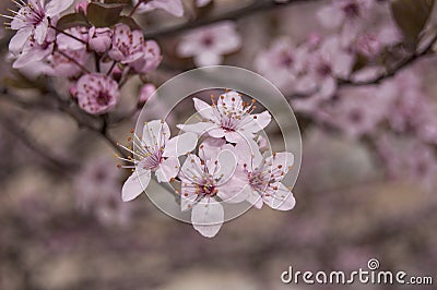 Flowering branch close up beautiful Stock Photo