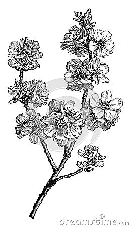 Flowering Branch of Amygdalus Communis vintage illustration Vector Illustration