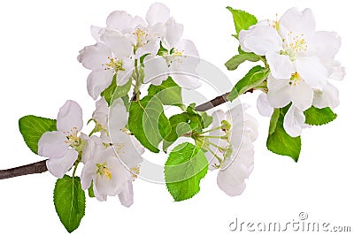 Flowering branch of apple-tree Stock Photo