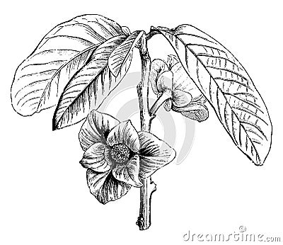 Flowering Branch of Asimina Triloba vintage illustration Vector Illustration