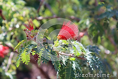 A flowering branch of a Baja Fairy Duster tree, Calliandra californica Stock Photo