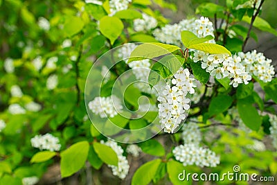 Flowering branch of bird cherry closeup. Spring flowering trees. Selective focus. Stock Photo