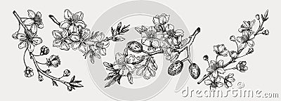 Flowering branch with buds and leaves set. Cherry and almond in flowers sketches in engraved style. Vintage floral drawing. Vector Illustration